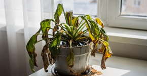 Como recuperar uma planta murcha do jeito certo?