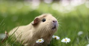 Um adorável animalzinho com fotos espalhadas pela Internet