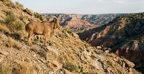 Na década de 1950, o Texas introduziu carneiros africanos para caçadores; eles se espalharam pelo deserto e agora competem com o bighorn nativo