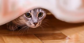 Foto: (Dmytro_Skorobogatov/istock)