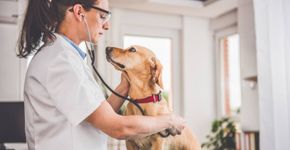 Cães e gatos: conheça as doenças que mais afetam os pets