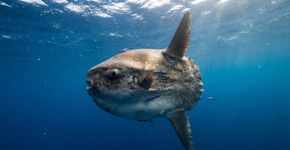 O animal mais “burro” do mundo? Por que o peixe-lua parece desafiar a evolução e ainda assim prospera nos oceanos