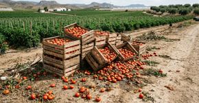 Parece inacreditável, mas produtores espanhóis estão descartando grandes quantidades de tomates e fazem um apelo urgente: “Recebi apenas 80 centavos por um quilo de tomate”