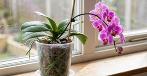 Orquídeas duram mais quando um detalhe no fundo do vaso é respeitado: a dica não tem a ver com a quantidade de água