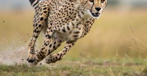 Animal terrestre mais rápido do mundo: 7 curiosidades sobre o guepardo 