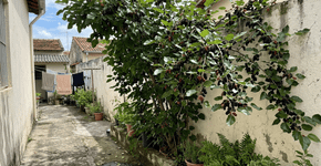 A frutífera dos sonhos para jardins pequenos: entrega baldes de colheita, uma sombra geladinha e tem raízes que não levantam a calçada