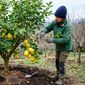 Da redação: O que fazer com o limoeiro em julho: 4 cuidados essenciais para colher frutos maiores e mais saborosos
