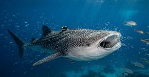 Cientistas colocam uma câmera no maior peixe do mundo e descobrem comportamento oculto a 70 metros de profundidade que pode ajudar a proteger a espécie