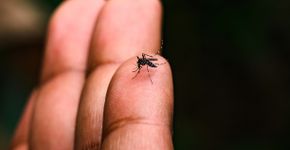 Foto: (Soumyabrata Roy/istock)