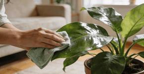 Uma receita sem químicos: adicione à água e as folhas das plantas de interior brilharão