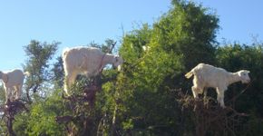 Cabras são forçadas a subir em árvores para distrair turistas