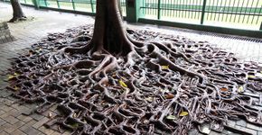 25 plantas que não desistiram e lutaram para viver