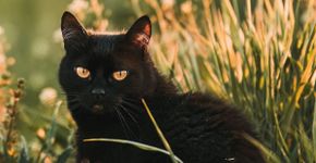 Veja cuidados a se ter com gatos pretos no Halloween