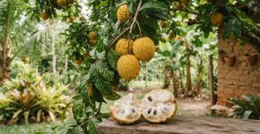 Fruta nativa de polpa macia, fácil de cultivar em quintais, conquista os pomares brasileiros com um sabor que lembra creme e limão