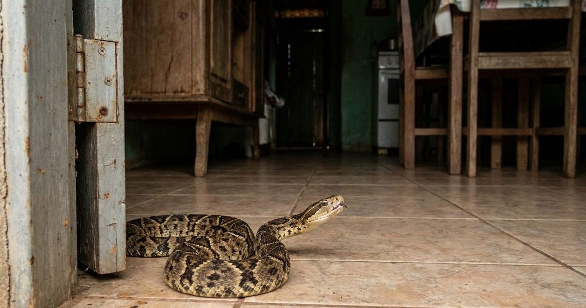 Especialistas recomendam fechar bem portas e janelas porque cada vez mais cobras estão entrando escondidas dentro das casas