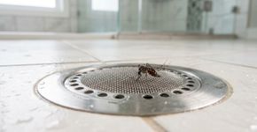 Para reduzir os mosquitos, bloqueie este ponto dentro de casa, existe uma entrada interna fácil de passar despercebida