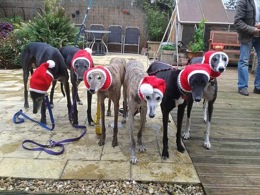 A britânica resolveu largar o emprego para tricotar roupas a cães abandonados (Reprodução/Jan Brown)