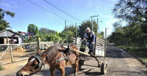 Abaixo-assinado busca proibição de animais em carroças no Rio Grande do Sul