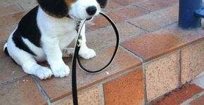 Passear com o cachorro no Irã pode virar crime com punição de 74 chibatadas