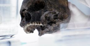 Museu da USP oferece cursos na área de Arqueologia e Etnologia