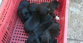 8 cães filhotes são afogados durante enchente em Ribeirão Preto