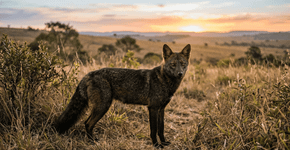 Esses três animais híbridos estão entre os mais raros do mundo