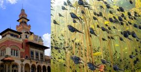 Foto: (Reprodução / Palácio das Indústrias, site oficial do Museu Catavento / \