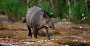 Conexão Planeta lança o 1º Concurso de Fotografia de Animais