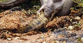 Foto: (GG Wildlife Rescue)