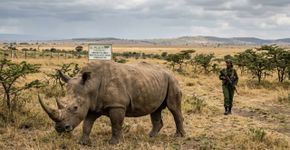 Animais em perigo de extinção, dos quais restam apenas 2 no mundo
