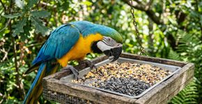 O alimento que muitos papagaios escolhem primeiro pode ser justamente aquele que o tutor deveria aprender a controlar
