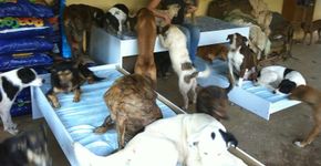 Melhorias feitas no abrigo de animais geraram mais conforto e diversão