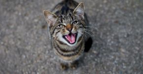Foto: (Life in Technicolor/istock)