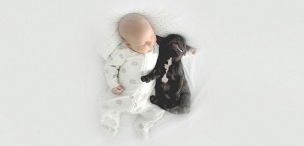 Dilan e seu buldogue francês, Farley