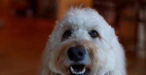 Foto: (Reprodução/PetSmart Paws for Hope Canine Therapy Program)