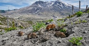 Monte Santa Helena: a erupção que mudou os Estados Unidos em 1980 tem um culpado inesperado: e não é um vulcão, são os bichos, e essa história é surreal