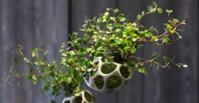 Um jardim secreto de elementos milimétricos da natureza