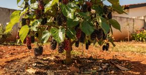 O doce natural que coloriu sua infância e hoje em dia atrai a maior orquestra de pássaros pra sua janela