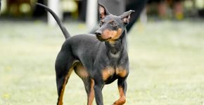 Manchester terrier: conheça as características do cachorro dessa raça 