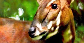 O “unicórnio” da Ásia que poucos tiveram a sorte de ver