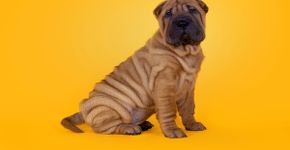 8 raças de cachorro com a pele enrugada
