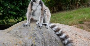 Lêmure: 7 curiosidades sobre esse primata de Madagascar 