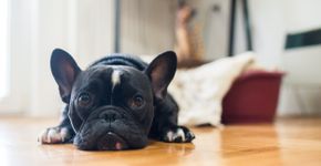 Foto: (urbazon/istock)