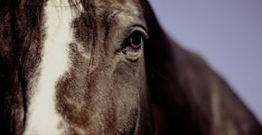 Suíça registra números altos de ataques sexuais a cavalos