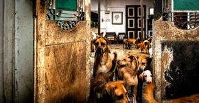 Conheça a casa dominada pelos cachorros na Malásia