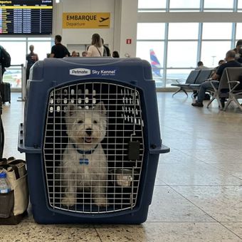 Featured mobile: Vai viajar com pet? IATA divulga novas regras de transporte em voos