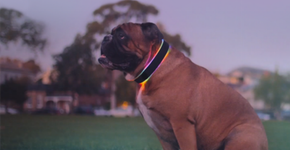 Coleira é capaz de iluminar e rastrear cães na hora do passeio