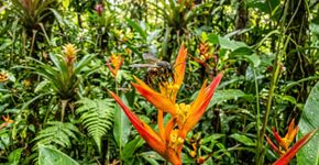 Pela primeira vez na história jurídica global, um país reconheceu os direitos legais dos insetos, e são as abelhas sem ferrão da Amazônia peruana que estão dando o primeiro passo rumo a um novo modelo de coexistência entre a natureza e a lei
