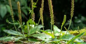 Tanchagem: 8 benefícios da planta e como usá-la no dia a dia
