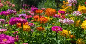 As cinco plantas para semear em novembro que encherão o jardim de cor no verão